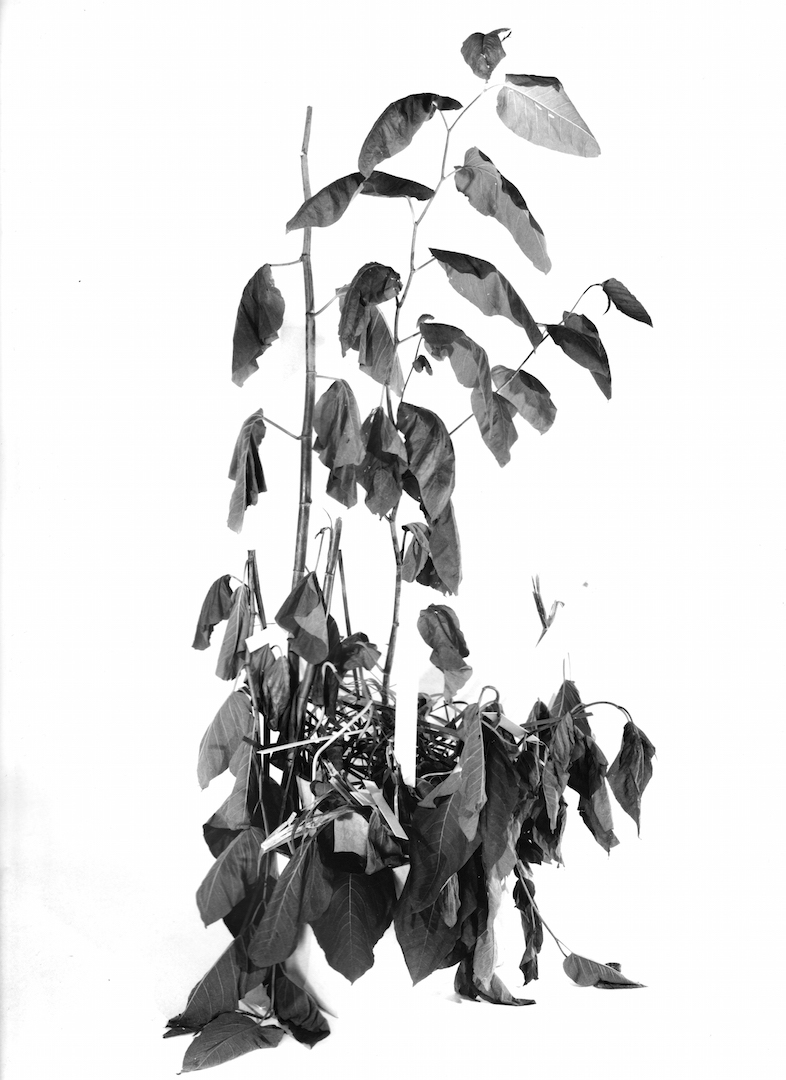 Johannes Bünemann, 2020, Plant #1