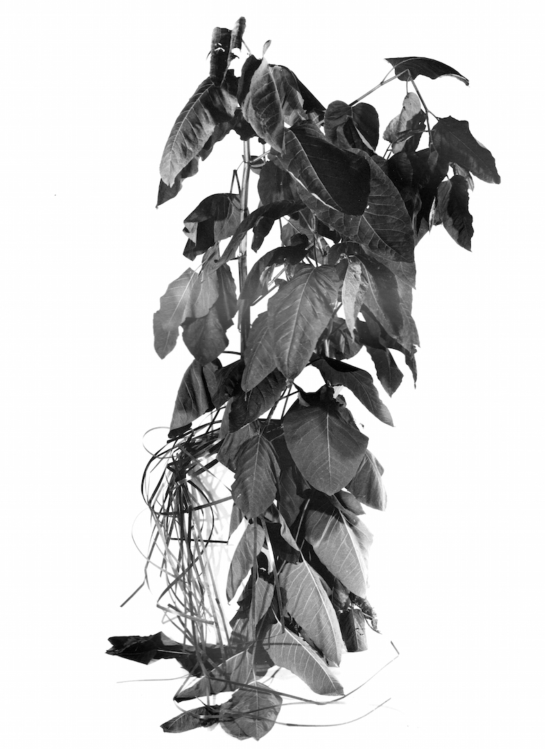 Johannes Bünemann, 2020, Plant #2