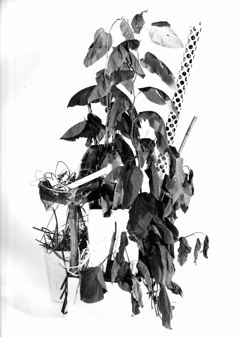 Johannes Bünemann, 2020, Plant #3