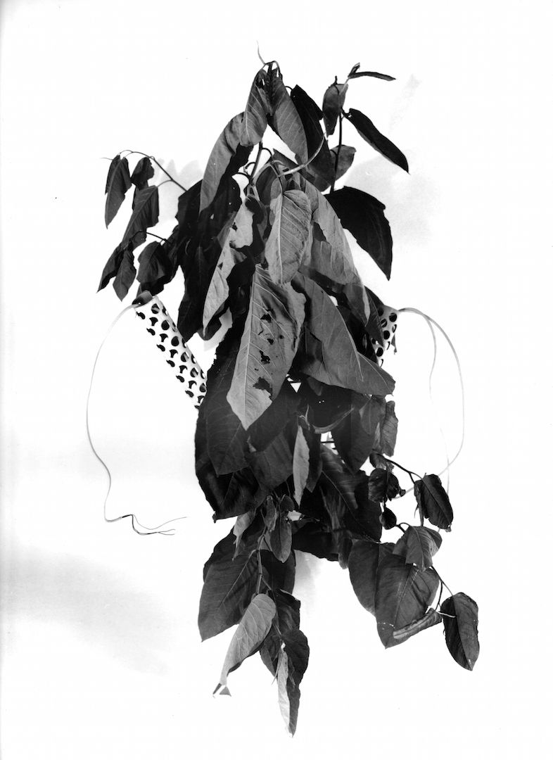 Johannes Bünemann, 2020, Plant #4